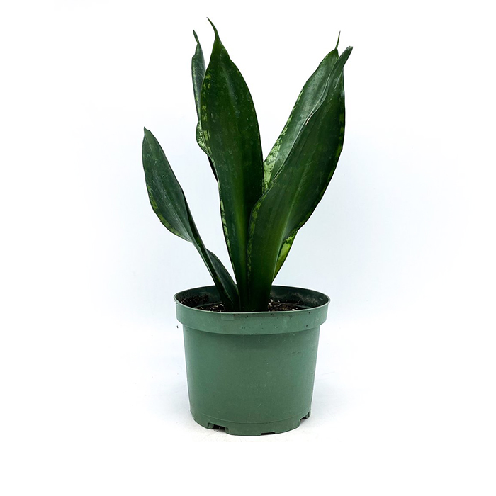 Snake Plant – Whitney (Copy)