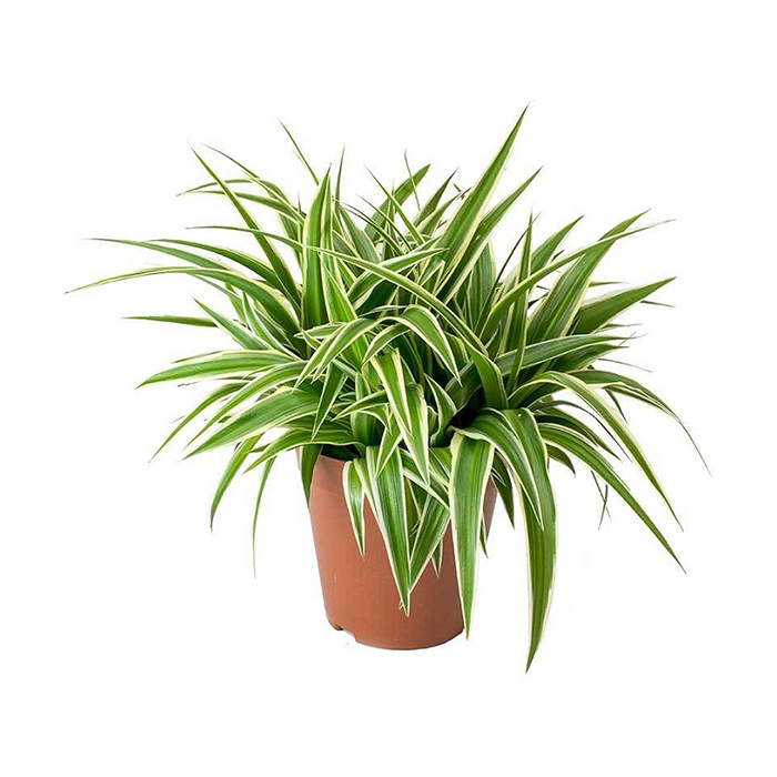 Spider plant – Small