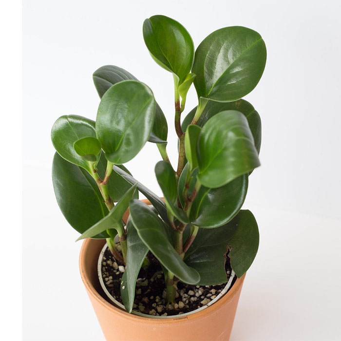 Spoon Leaf Pepromia Green