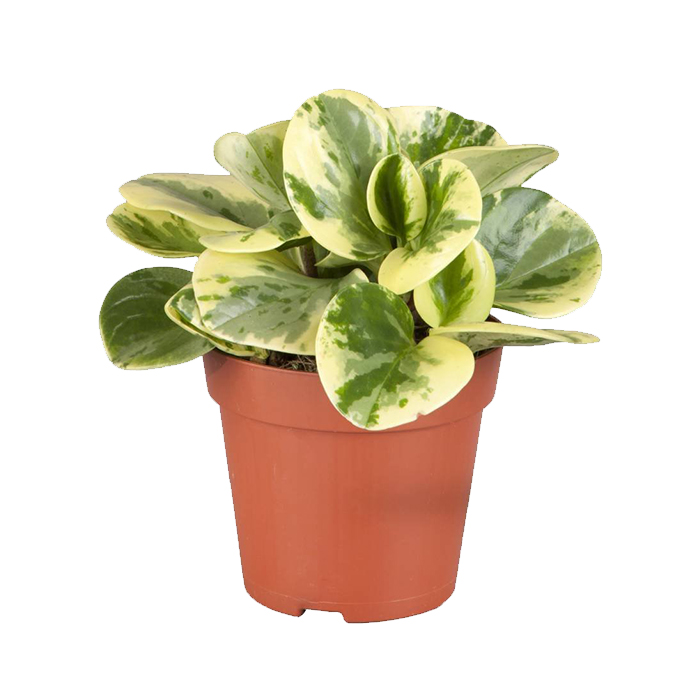 Spoon Leaf Pepromia variegated
