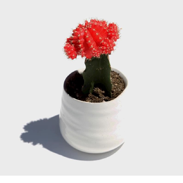 Moon Cactus – Red