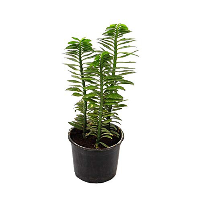 Pedilanthus