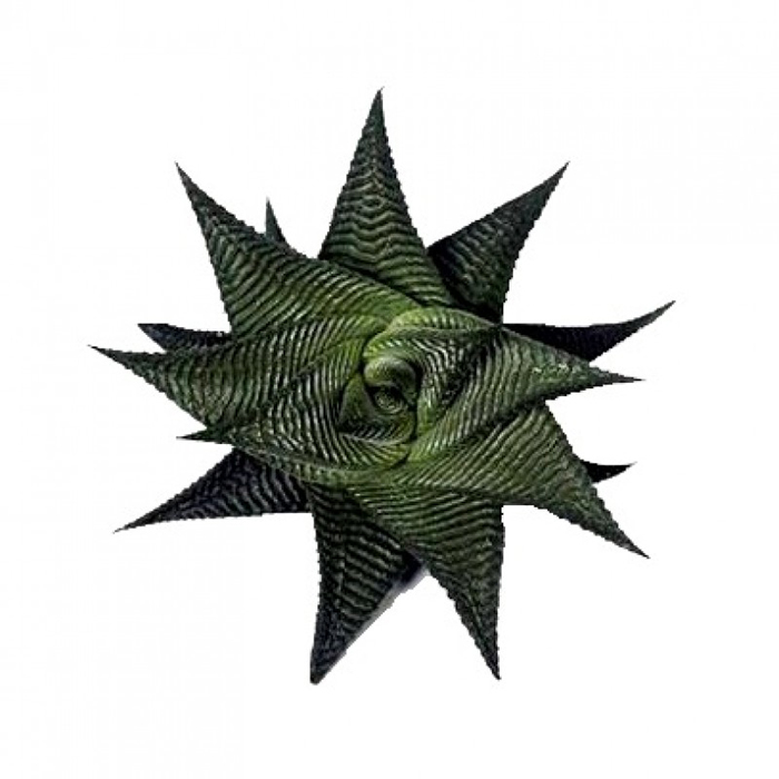 Tiger Haworthia