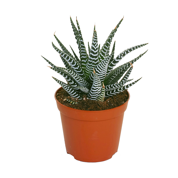 Zebra Haworthia